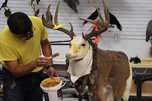 Taxidermist's Time Lapse Shows the Process of Mounting a Deer From Start to Finish