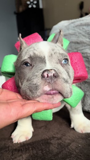 American Bully Ear Cropping Tips and Care