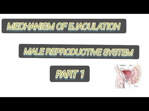 Mechanism of ejaculation || Male reproductive system || Process of ejaculation ||