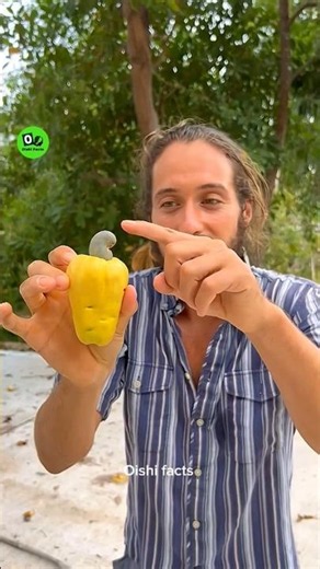A fruit that you cannot eat straight after picking it from the tree #facts #ytshorts