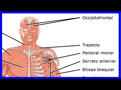 Los MÚSCULOS del cuerpo humano | El sistema muscular