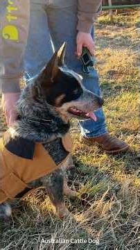 The Australian Cattle Dog is the bravest farm guardian#cattledog #workingdog #farmlife #blueheeler