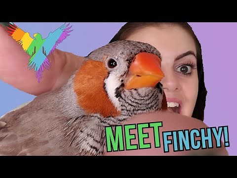 How I Tamed My Zebra Finch | TAMING MY BIRD | MARLENE MC'COHEN