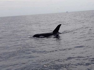 Calling Killer Whales [1999]