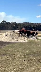 Just a couple of locals helping to spread gypsum around 🐄 | Crop Smart