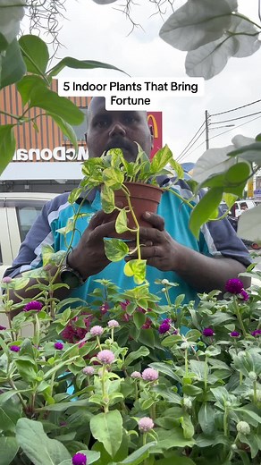 5 Indoor Plants That Bring Fortune - Money Plant, Java Palm, Anthurium White, Japanese Bamboo, Arrowhead Plant