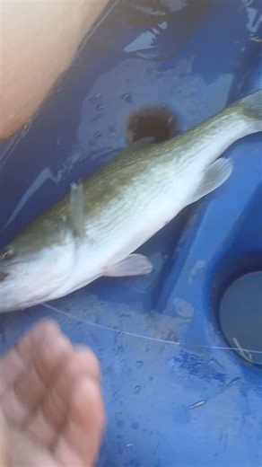 went for s paddle upstream for a bit, it was a nice evening to be out, saw 2 bald eagles eating a fish on a log, way cool #whatifitbitesme #arkansasriverfishinginoklahoma #sandbasssteph #againsttheoddsfishing #spiderfish #catchandrelease #kayakfishinginoklahoma #fishing | Allen Britt