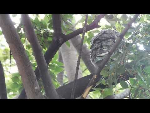 Spotted Eagle Owl Mother Stretching Her Wing & Preening Feathers Beautiful Close Up in the Owl Gard