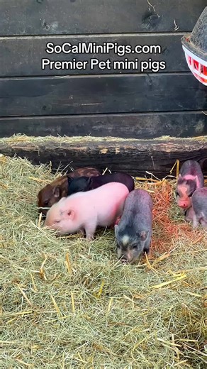 Adorable Mini Pigs: The Cutest Pet Companions