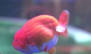 Over 10,000 exotic goldfish compete in beauty contest