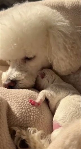 Poodle Mom Cuddling Her Newborn Puppy 🐩💤 | Heartwarming First Moments #puppylove #poodles #newborn