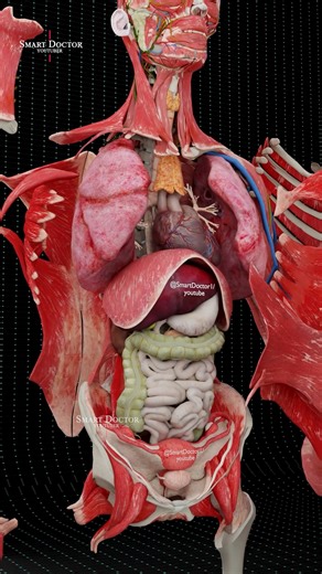 Smart Doctor on Instagram: "Anatomy Unveiled | The Hidden Structure of the Female Body 🫀✨ - - A breathtaking 3D journey inside the female human body, layer by layer — revealing the harmony between muscles, organs, and vessels that keep life in motion. Every detail you see is real, precise, and based on true human anatomy. This is not just science — it’s the art of life itself. - - The human heart is a vital organ that pumps blood throughout the body, supplying oxygen and nutrients while removin