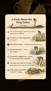 50K views · 93 reactions | The King Cobra isn’t just the longest venomous snake on Earth —  it’s one of the most intelligent, powerful, and feared predators in the animal kingdom. Unlike other snakes, the King Cobra hunts other snakes, raises its young, and can literally stand up to face you eye-to-eye. #KingCobra #SnakeFacts #DangerousAnimals #WildlifeFacts #PredatorFacts #NatureIsWild #DeadlyCreatures #AnimalScience #TheMoreYouKnow #WildAnimals | Gravetics | Facebook