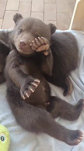 Cute little baby bear and puppy very funny. #puppy #bear #brownbear #cuteanimal #wildlife #Funnybear #reels2024fbreels | Life Time Wild