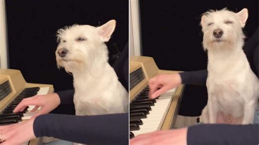 Distinguished Dog Sits Contentedly on His Human's Lap as She Plays Jazz Piano