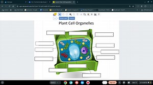 Label the plant cell organelles in the diagram.... | Filo
