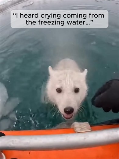 Rescue of Wolf Mother and Pup Highlights Animal Bond