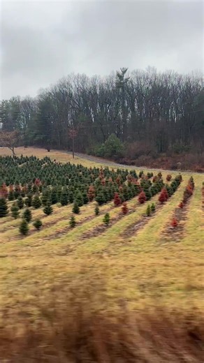 I’ve never seen red Christmas trees. They’re going to be so cool when they get bigger. #naturelover #outdoor #tree #trees #evergreen