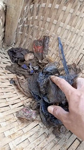 Hal penting dalam pertanian yang sering di abaikan #gardeningtips #farming #caramerawattanaman