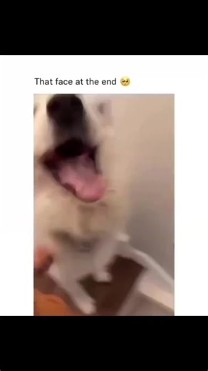 Funny Dogs Compilation 🤣🐶 #dogs #dogsoftiktok #dog | funny dogs