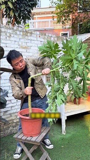 🔥 Double the harvest in 1 pot! 😱 These 4 secret gardening tricks will surprise you #homegardening