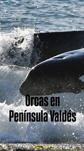 10K views · 360 reactions |  No son solo orcas.  Las orcas son una...