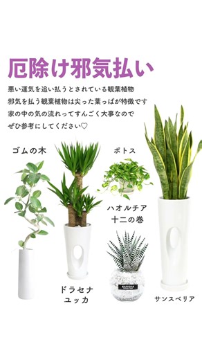 【2026年】運気が上がる観葉植物 #観葉植物 #観葉植物インテリア #風水