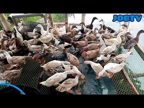 Integrated Rice, Duck, Fish Farming System: Setup