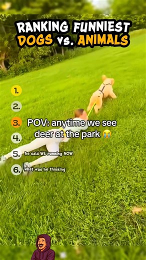 Ranking Funniest DOGS vs. ANIMALS