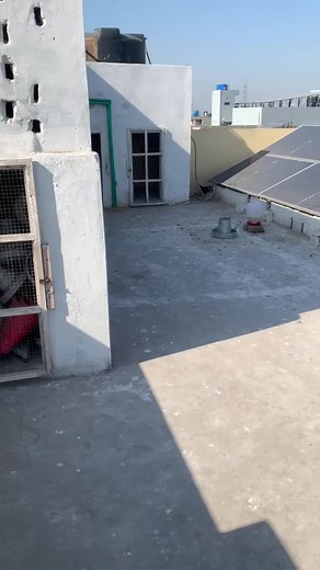 Bachye: Exploring Poultry Farming and Chick Development