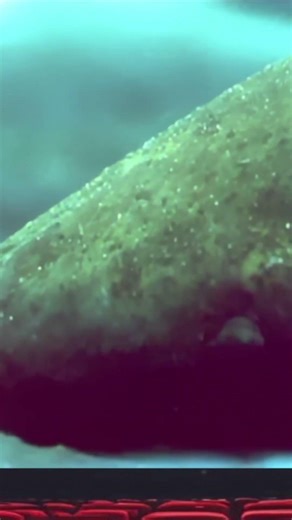 The Lung Fish #shorts #fish