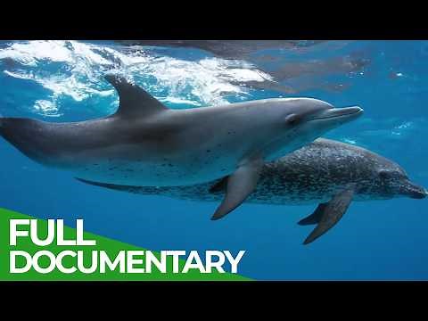 Secrets of The Ocean: Stories from Beneath the Waves | Free Documentary Nature