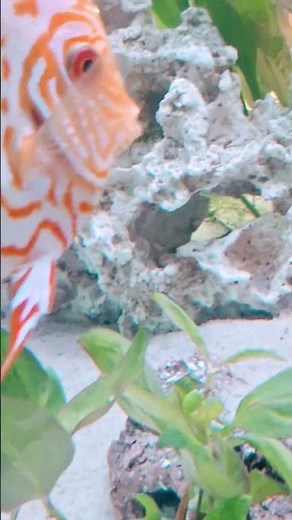 Captivating #discus #discusfish #freshwaterfish #aquarium #advanced #fish #hobby #exoticaquariumfish