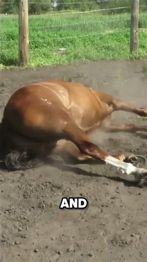 This Horse Behavior Confused Me Until Now #horsethings #learning