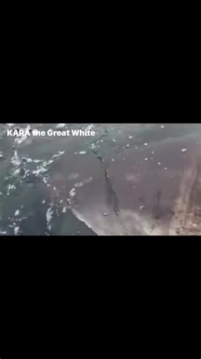 Real footage of Kara the Great White Shark filmed and Tagged by Shark Researcher Keith Poe. Kara is a 16 ft shark weighing over a thousand pounds. She was tagged in October 2025 off the coast of California and she’s been an Oregon celebrity shark as she has been pinging off the coast multiple times this year. Questions have been asked is to why she made it so far up north and a simple answer is the high abundance of seals off the rocky Oregon coastline. She could be up here feeding and getting r