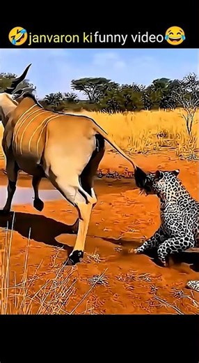 Zebra Pranked The Lion! 🦓💨 #FunnyAnimals