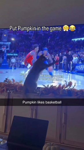 Top Cat Moments in NBA Basketball Highlights