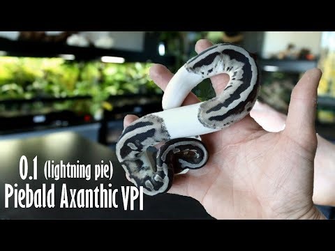 Unboxing Piebald Axanthic VPI (Lightning pie)
