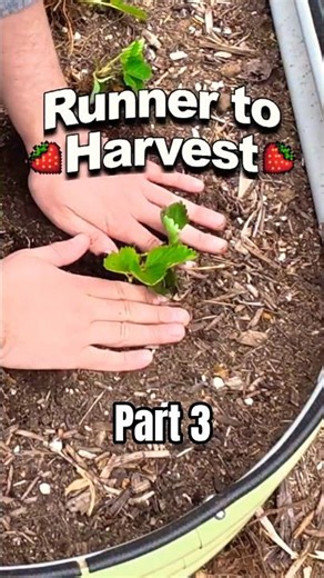Part 3🍓 Strawberry Runner Transplant Project and Irrigating My Strawberry Bed #gardening