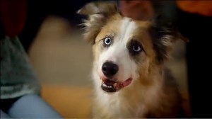 Watch Playskool Showcam 2-in-1 Digital Camera and Projector ﹙Gray﹚ on Amazon Live