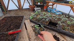 Starting Geraniums & Artichoke Seeds Potting Up Perennial Seedlings! 🌱🪴🌿 | Garden Answer