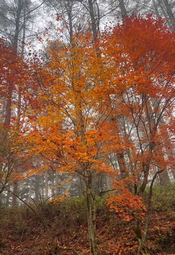 #絶景 #旅 #自然 #山梨 #紅葉 #japan #japantravel