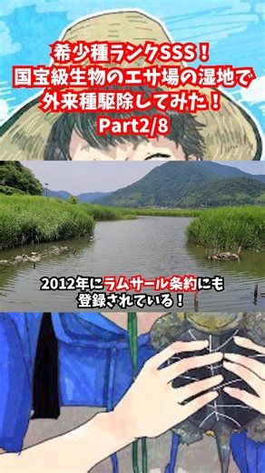 マーシーの 獲ったり狩ったり on Instagram: "P2.希少種ランクSSS！国宝級生物のエサ場の湿地で外来種駆除してみた！ #マーシーの獲ったり狩ったり #外来種 #外来種駆除 #生き物 #生物 #生物採集 #ガサガサ #カメ #投網 #釣り #ブラックバス #ウシガエル #ミシシッピアカミミガメ #アメリカザリガニ #環境問題"