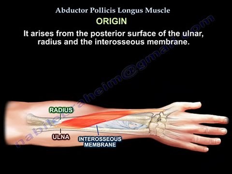 Abductor Pollicis Longus - Everything You Need To Know - Dr. Nabil Ebraheim