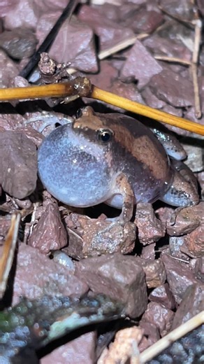The Interesting and Unique Calls of Four Frogs 🐸