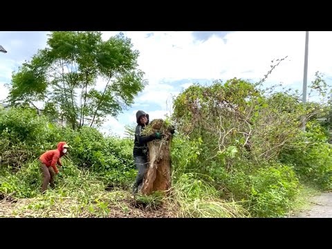 👀 This Sidewalk Was Abandoned for 5 Years, Swallowed by Weeds and Trash — We Revived It. #cleanup