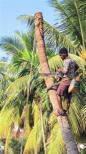 #tree#treecutting#coconut#skills#selam#trending