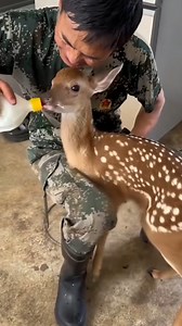 18K views · 302 reactions | Baby Deer Thanked The Man Who Saved Him From The Python vs | Animals Life | Facebook