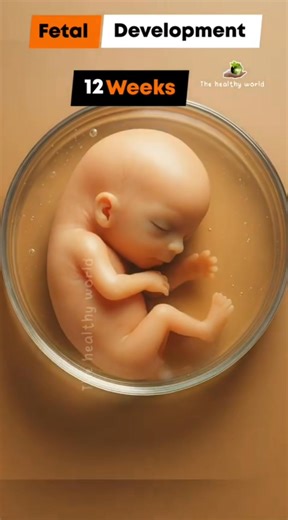 Fetus development week by week inside the womb 😍 #fetus #pregnancy #babydevelopment #anatomy #pregnant | Pregnancy IQ
