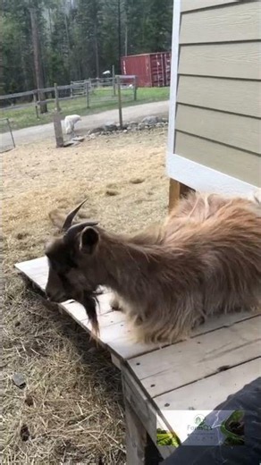 fainting goat #farmeducation #goatfarming #goat